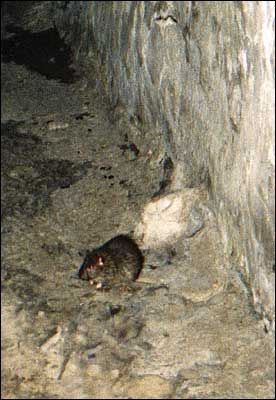 Крыса серая (Rattus norvegicus Berk.) 19.02.02